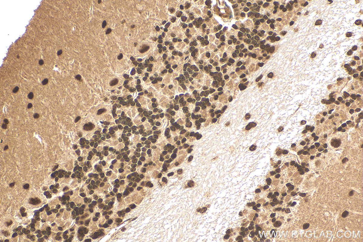 Immunohistochemistry (IHC) staining of mouse cerebellum tissue using C1orf83 Recombinant antibody (83626-3-RR)