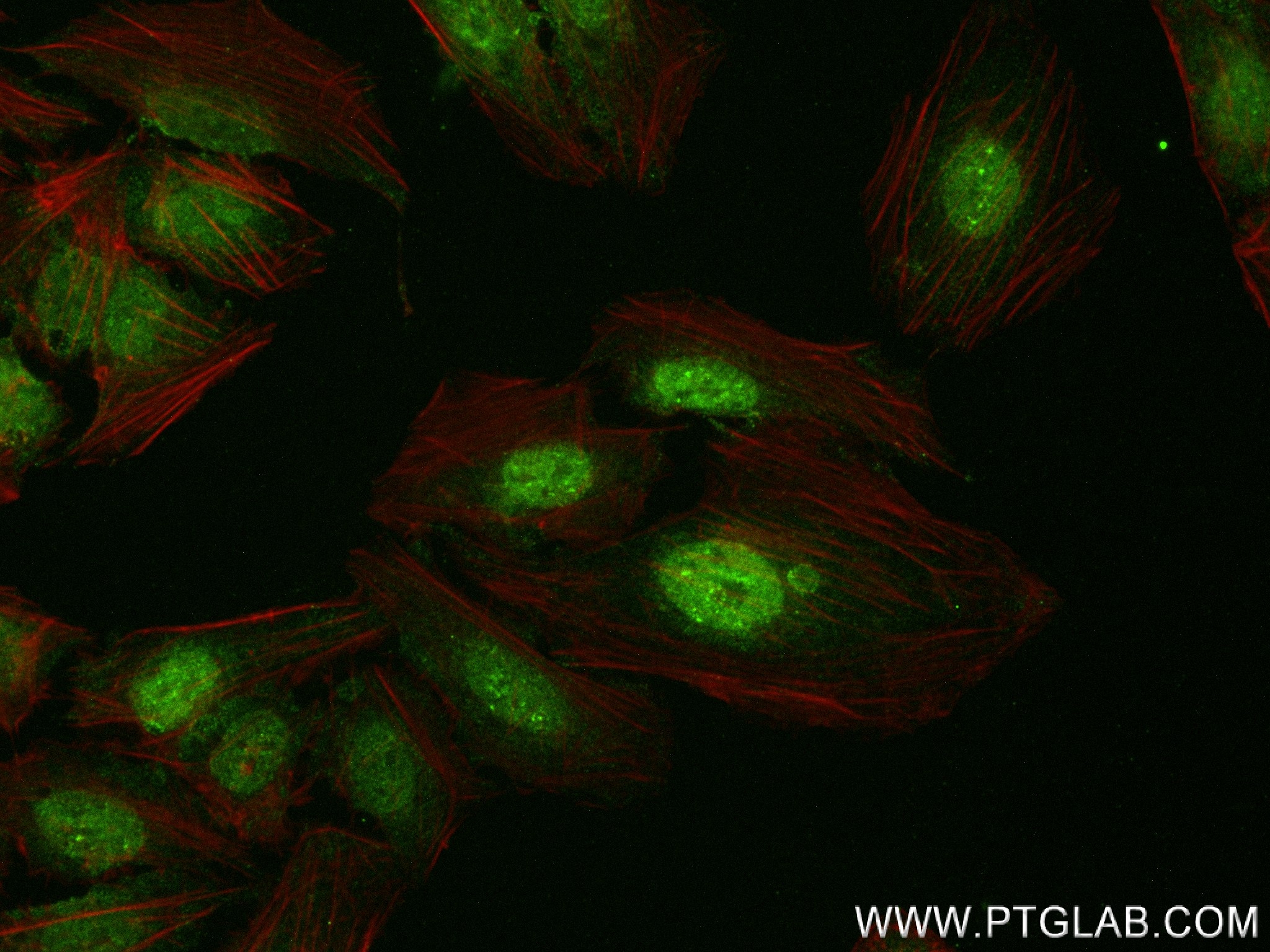 Immunofluorescence (IF) / fluorescent staining of U2OS cells using C1orf83 Recombinant antibody (83626-5-RR)