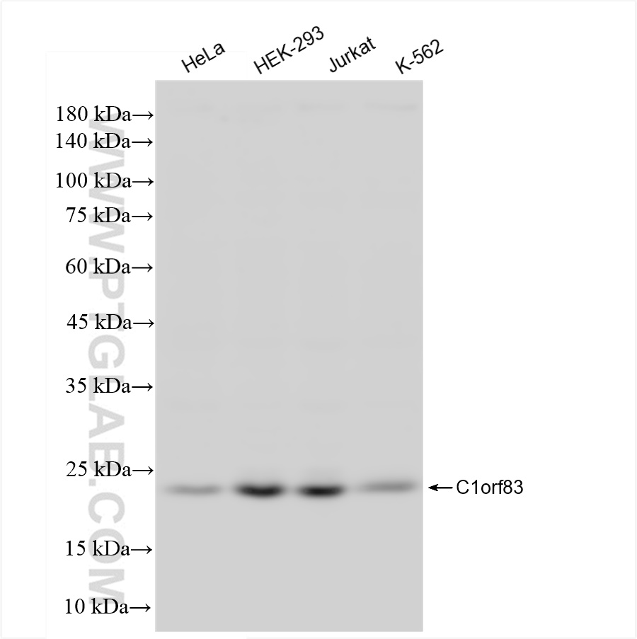 Western Blot (WB) analysis of various lysates using C1orf83 Recombinant antibody (83626-5-RR)