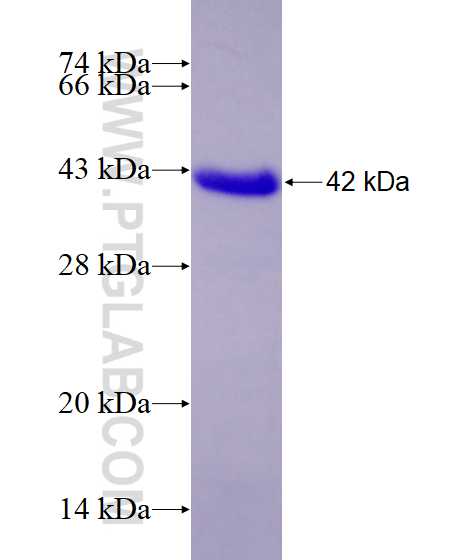 C1orf96 fusion protein Ag23785 SDS-PAGE