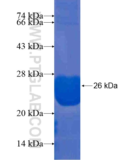 C20orf112 fusion protein Ag20705 SDS-PAGE