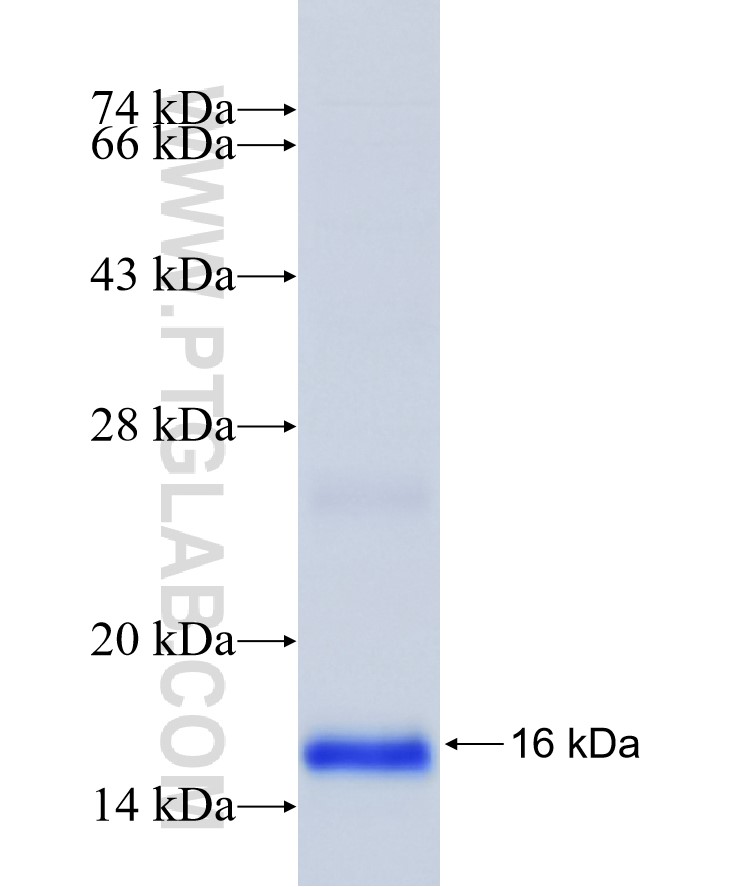 C20orf142 fusion protein Ag23781 SDS-PAGE