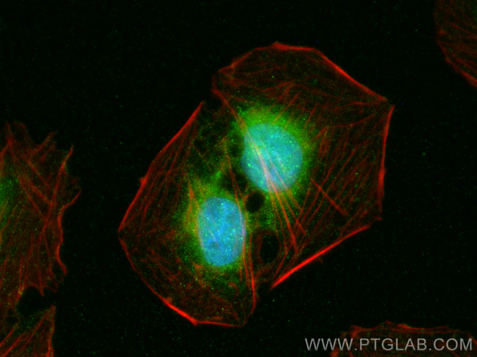 Immunofluorescence (IF) / fluorescent staining of U2OS cells using PPDPF Polyclonal antibody (19912-1-AP)