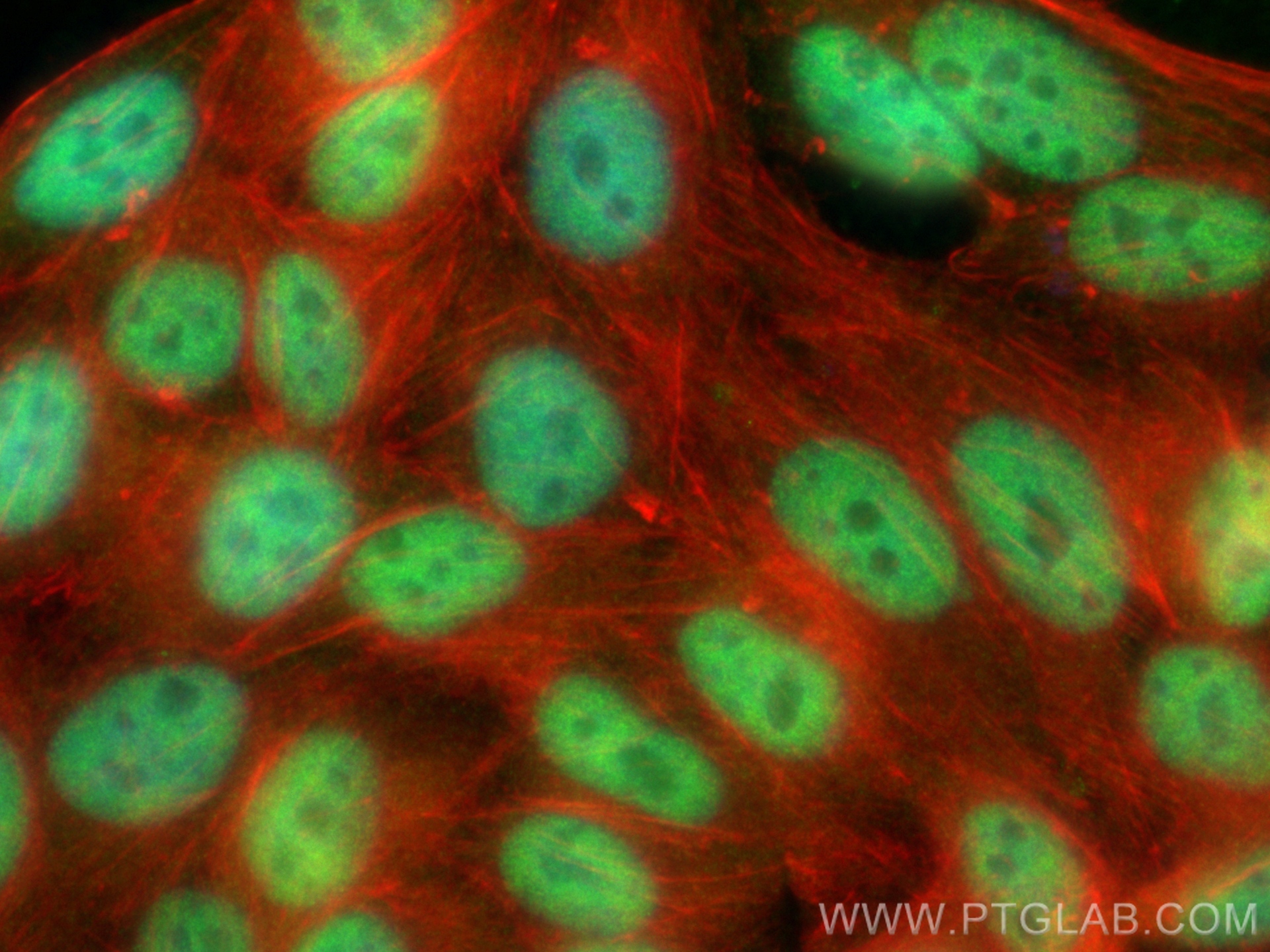 Immunofluorescence (IF) / fluorescent staining of HepG2 cells using C20orf20 Polyclonal antibody (26040-1-AP)