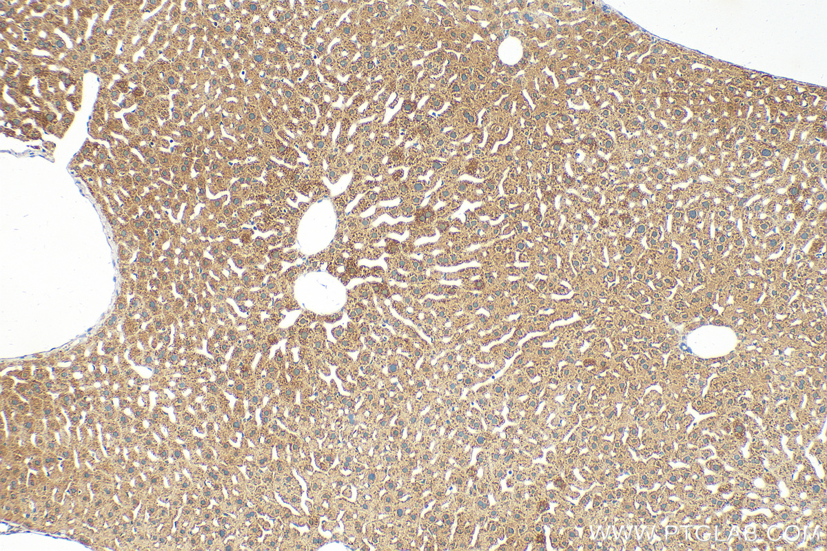 Immunohistochemistry (IHC) staining of mouse liver tissue using C20orf26 Polyclonal antibody (31427-1-AP)
