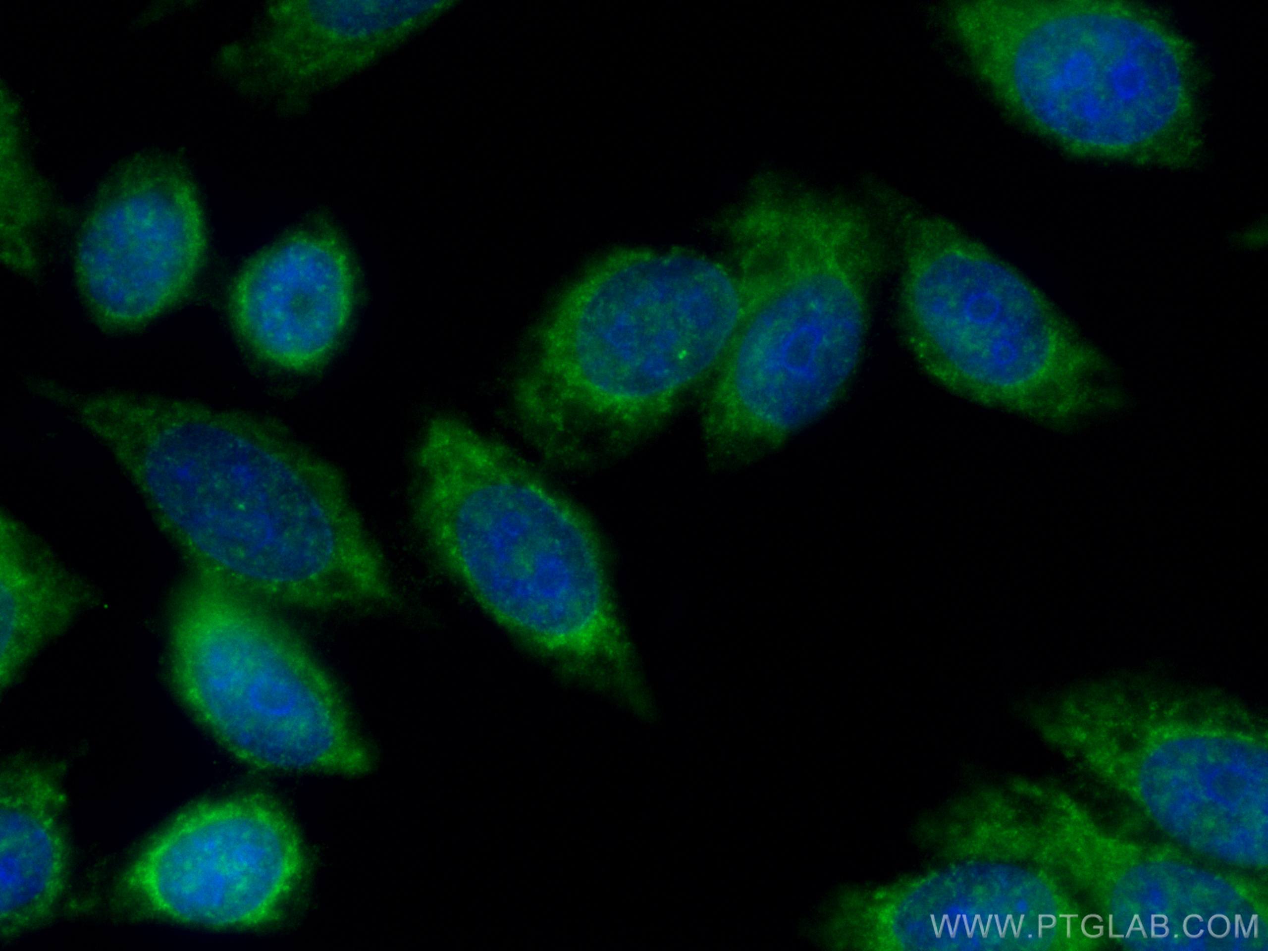 Immunofluorescence (IF) / fluorescent staining of HepG2 cells using C21orf45 Polyclonal antibody (25832-1-AP)