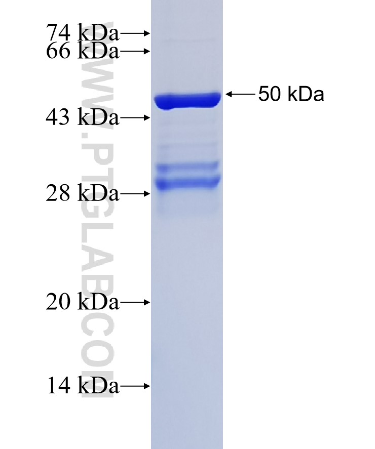 C22orf33 fusion protein Ag23900 SDS-PAGE