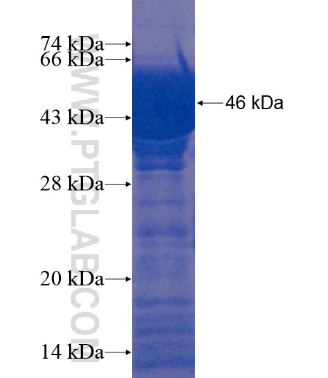 C2CD2L fusion protein Ag21976 SDS-PAGE