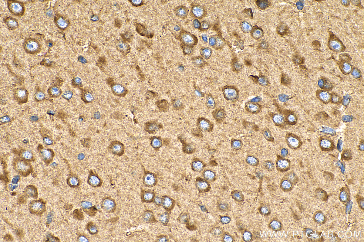 Immunohistochemistry (IHC) staining of mouse brain tissue using ERLEC1 Polyclonal antibody (29773-1-AP)