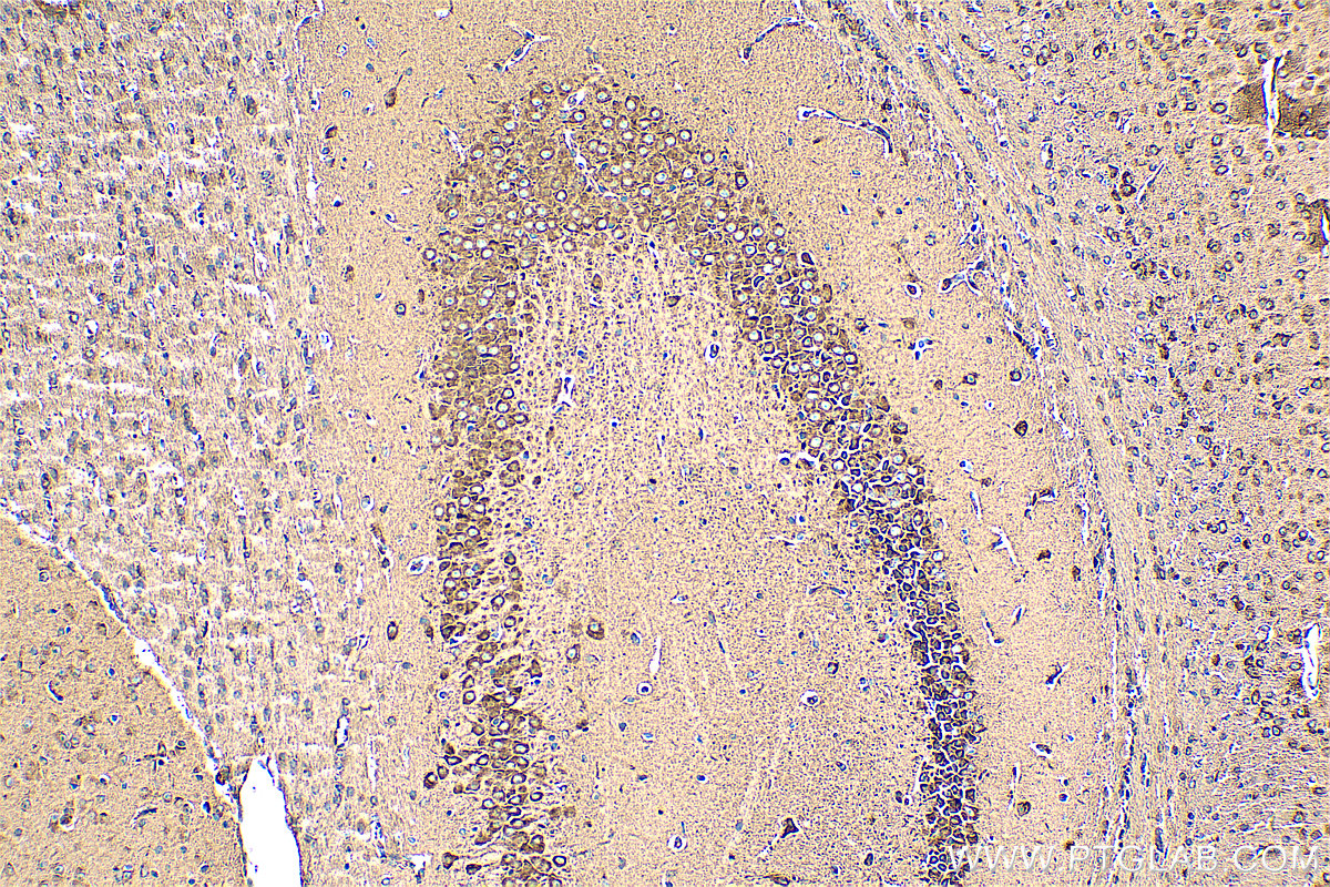 Immunohistochemistry (IHC) staining of mouse brain tissue using ERLEC1 Polyclonal antibody (29773-1-AP)