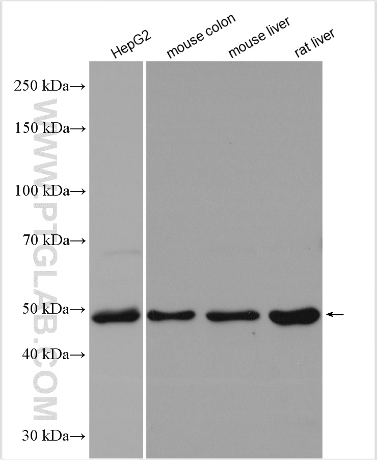 Western Blot (WB) analysis of various lysates using ERLEC1 Polyclonal antibody (29773-1-AP)