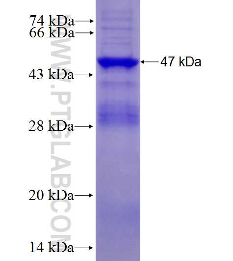 C2orf42 fusion protein Ag28074 SDS-PAGE