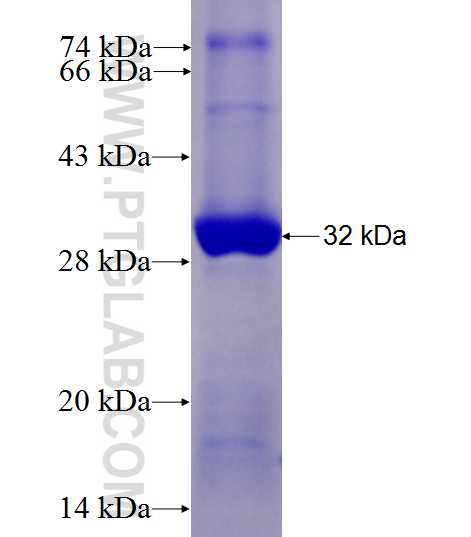 C2orf42 fusion protein Ag28081 SDS-PAGE