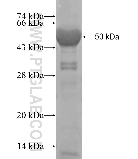 C2orf62 fusion protein Ag20596 SDS-PAGE