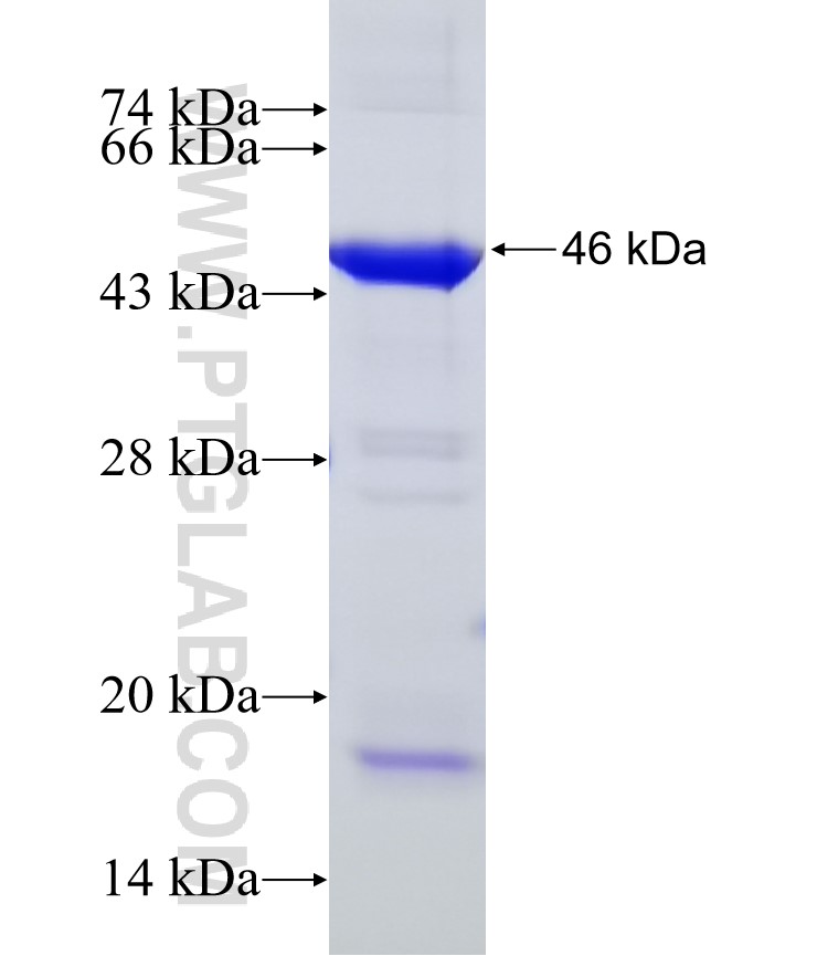 C3 Fusion Protein Ag15955