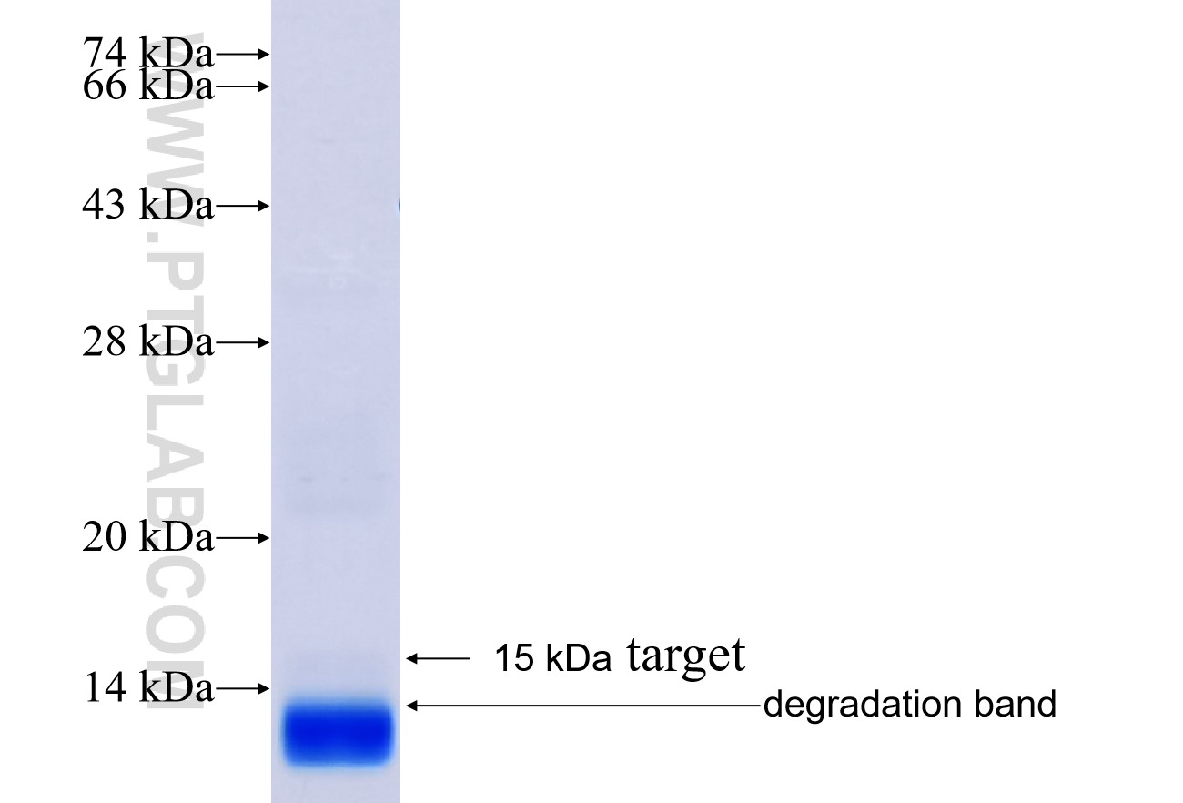 C3orf10 fusion protein Ag33165 SDS-PAGE