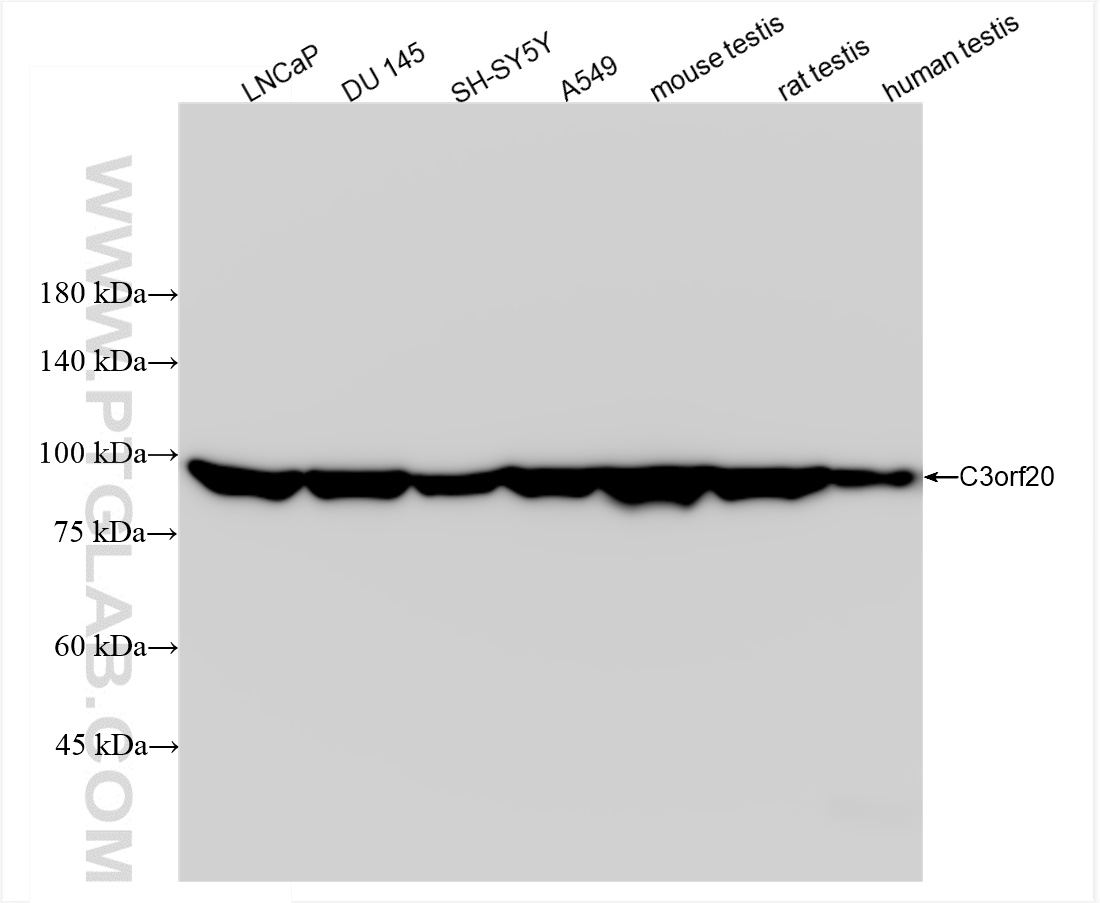 Western Blot (WB) analysis of various lysates using C3orf20 Recombinant antibody (84975-1-RR)