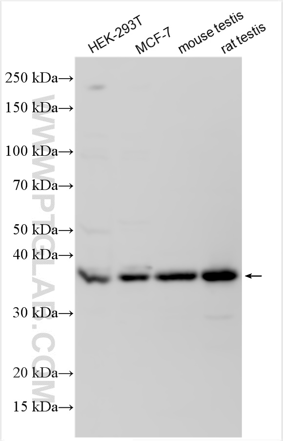 Western Blot (WB) analysis of various lysates using C3orf37 Polyclonal antibody (31791-1-AP)