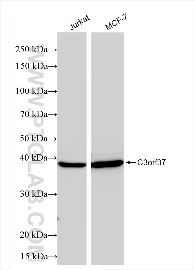 Western Blot (WB) analysis of various lysates using C3orf37 Recombinant antibody (84660-4-RR)