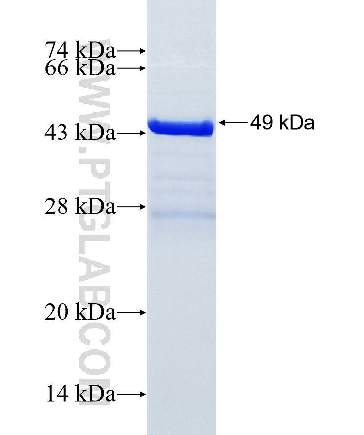 C3orf37 fusion protein Ag36362 SDS-PAGE