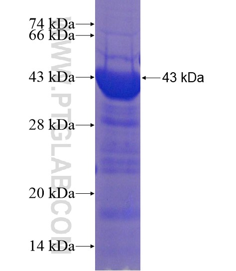 C3orf38 fusion protein Ag22020 SDS-PAGE