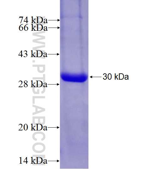 C4orf41 fusion protein Ag27099 SDS-PAGE