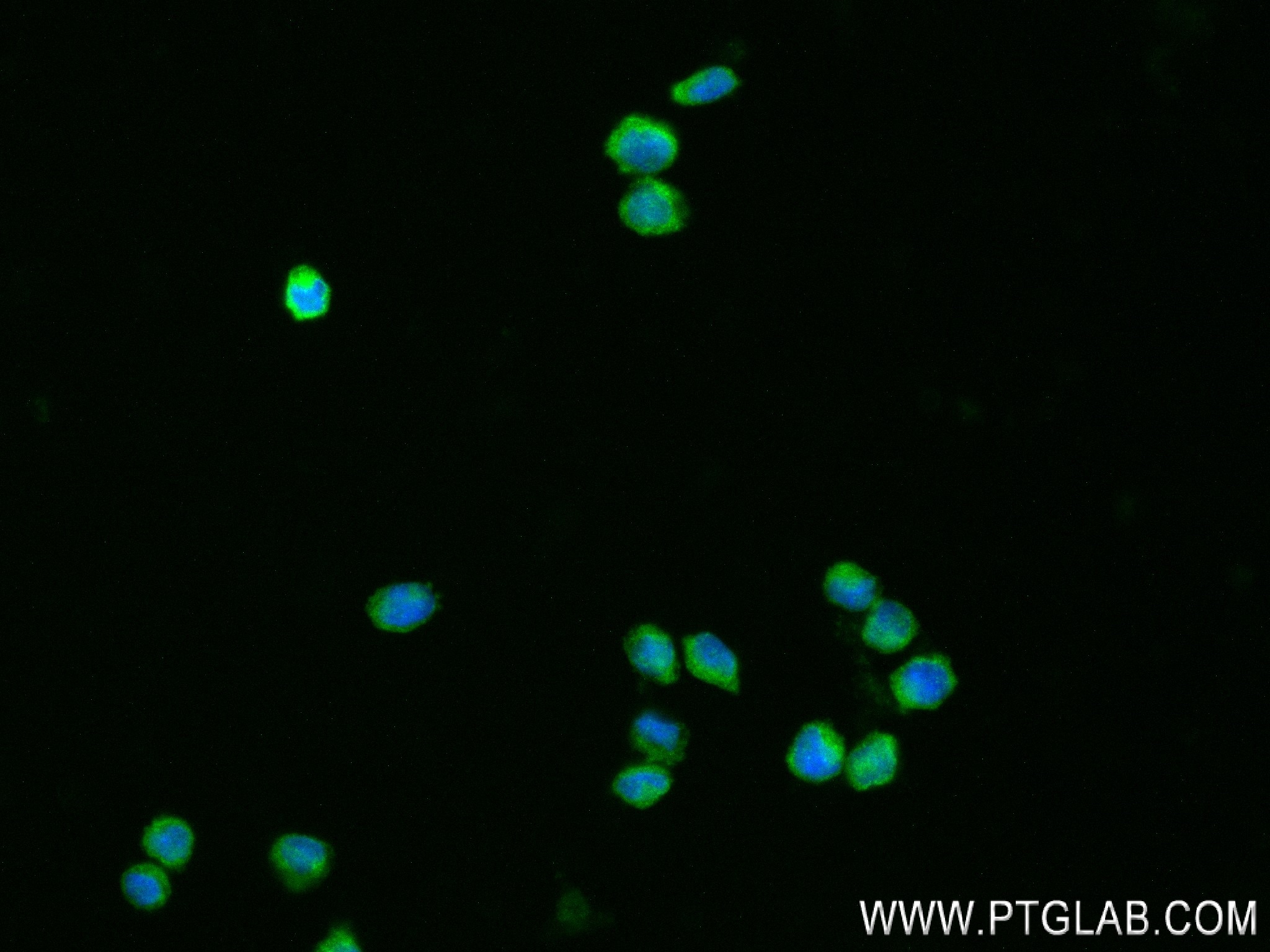 Immunofluorescence (IF) / fluorescent staining of THP-1 cells using C5AR1/CD88 Recombinant antibody (84336-6-RR)