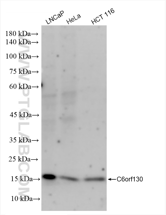 Western Blot (WB) analysis of various lysates using C6orf130 Recombinant antibody (83500-4-RR)