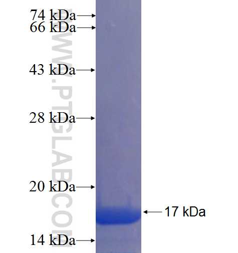 C6orf226 fusion protein Ag22673 SDS-PAGE