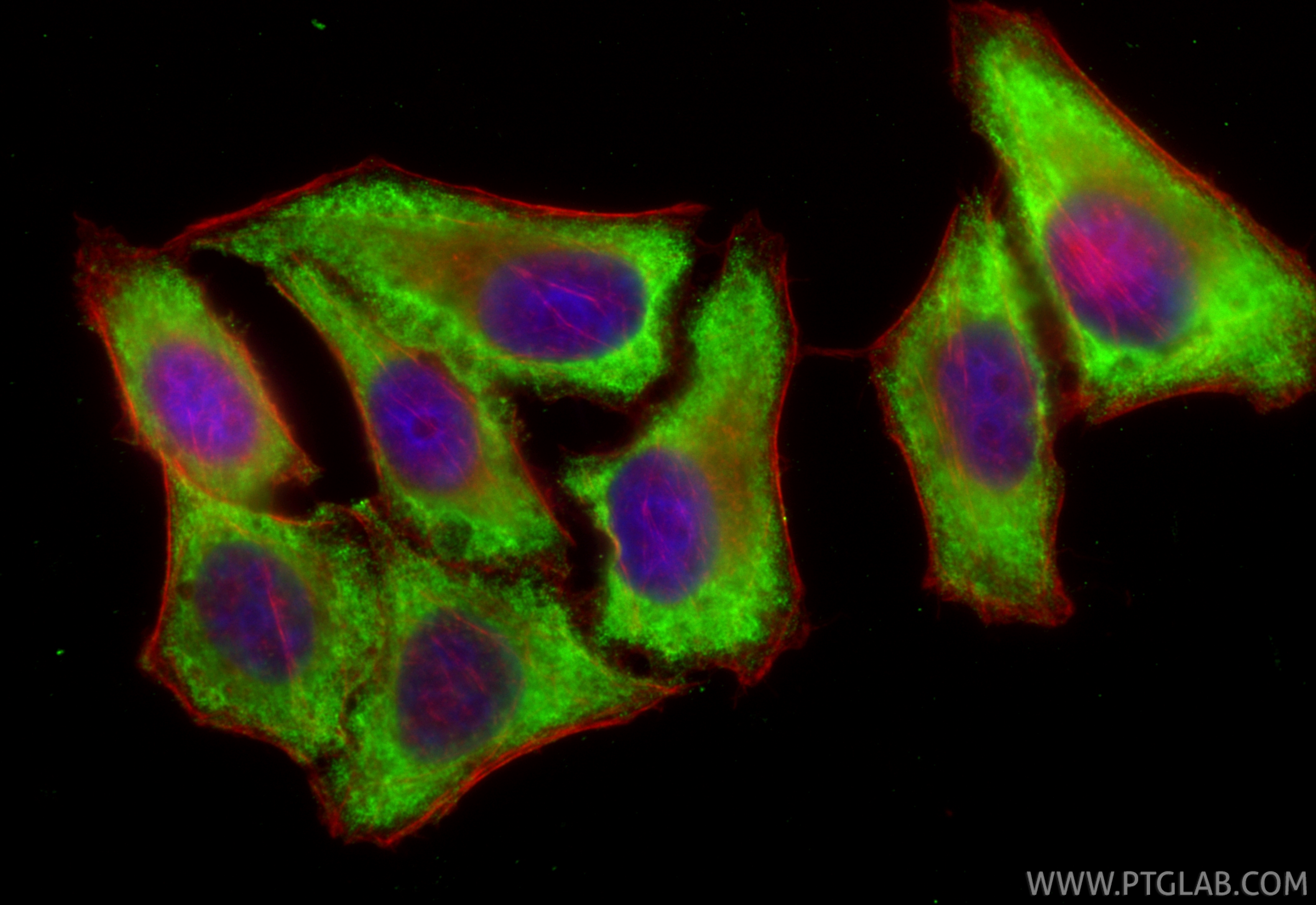 Immunofluorescence (IF) / fluorescent staining of HepG2 cells using CoraLite® Plus 488-conjugated C7 Monoclonal antibo (CL488-66908)