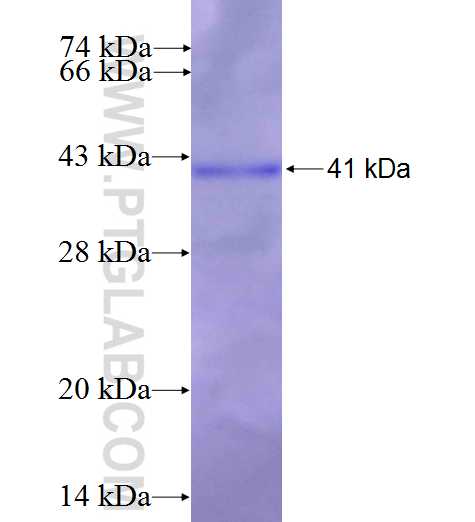 C7orf20 fusion protein Ag26904 SDS-PAGE