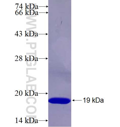 C7orf20 fusion protein Ag27000 SDS-PAGE