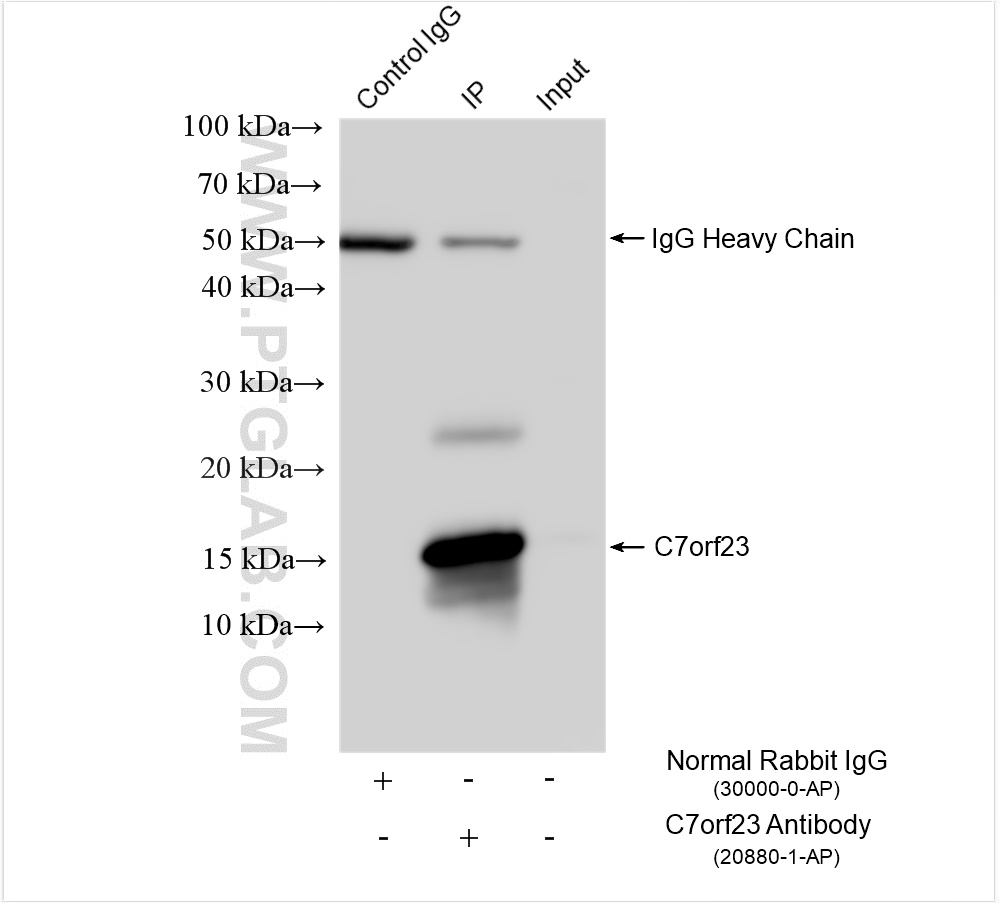 Immunoprecipitation (IP) experiment of Ramos cells using C7orf23 Polyclonal antibody (20880-1-AP)