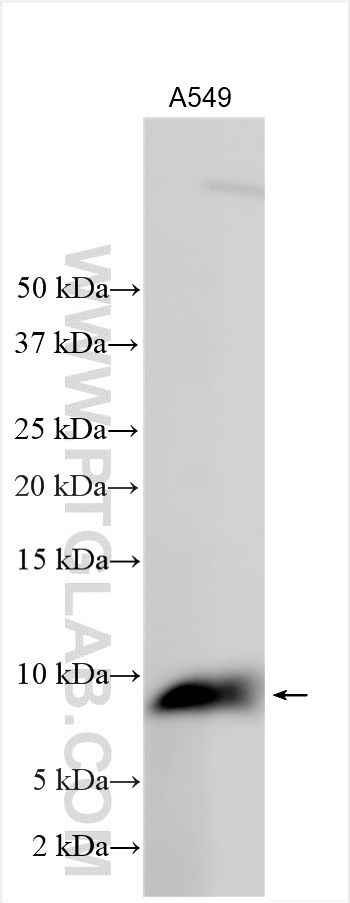 Western Blot (WB) analysis of various lysates using HIG2 Polyclonal antibody (15587-1-AP)
