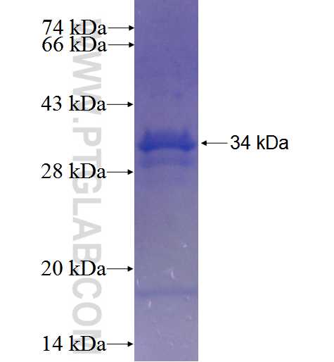 C9orf116 fusion protein Ag23978 SDS-PAGE