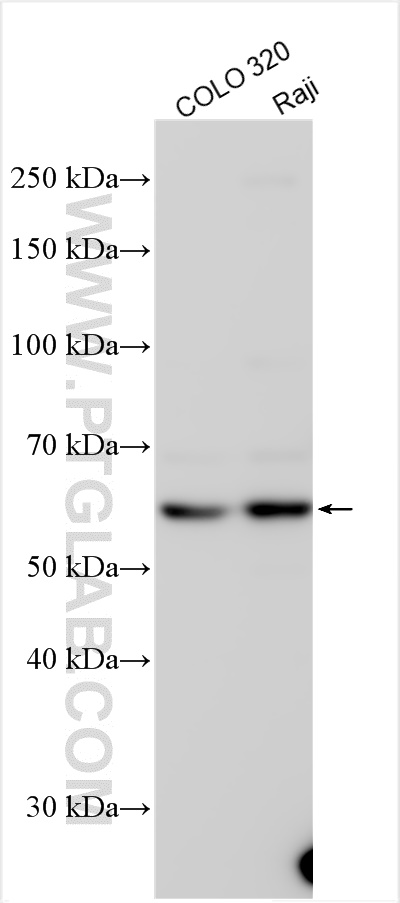 Western Blot (WB) analysis of various lysates using C9orf117 Polyclonal antibody (21012-1-AP)