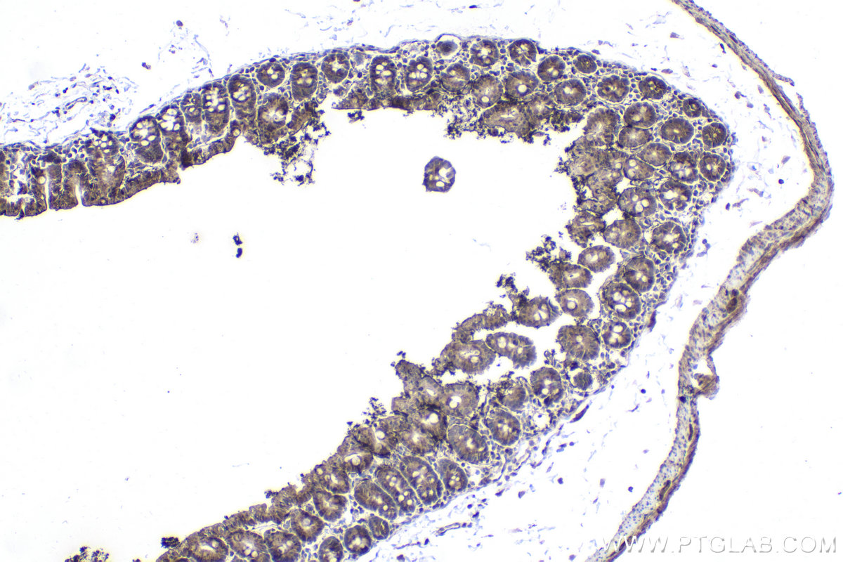 Immunohistochemistry (IHC) staining of mouse intestine using NGX6 Polyclonal antibody (21593-1-AP)