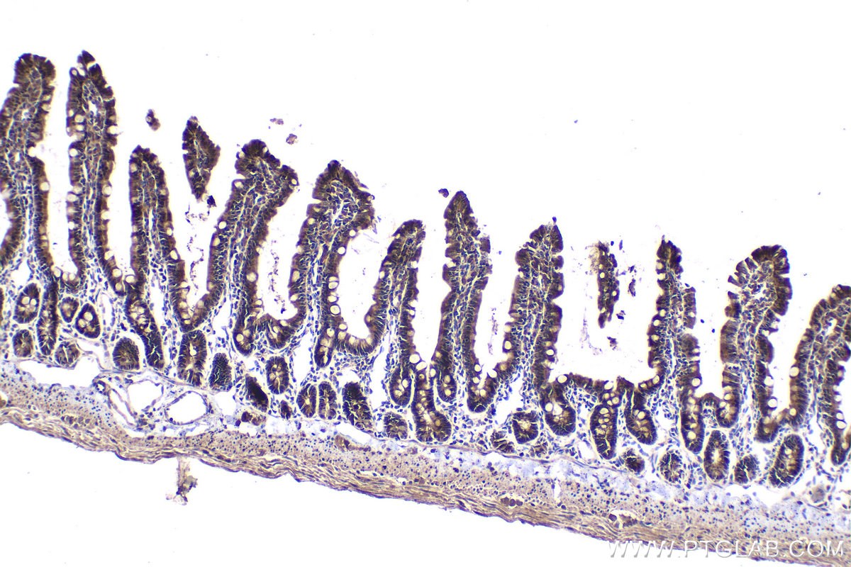 Immunohistochemistry (IHC) staining of rat small intestine tissue using NGX6 Polyclonal antibody (21593-1-AP)