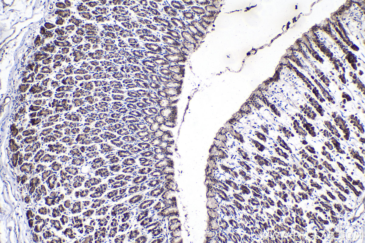 Immunohistochemistry (IHC) staining of rat stomach tissue using NGX6 Polyclonal antibody (21593-1-AP)