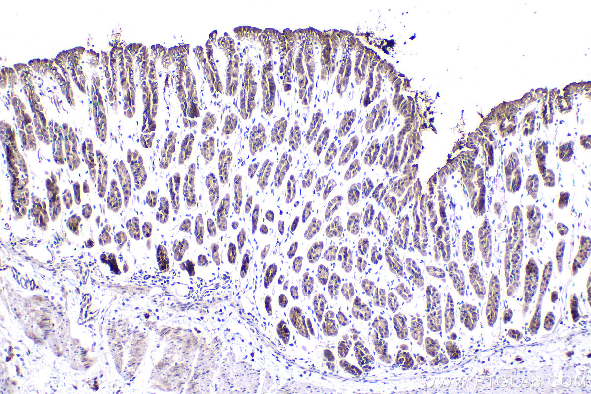 Immunohistochemistry (IHC) staining of mouse stomach tissue using NGX6 Polyclonal antibody (21593-1-AP)