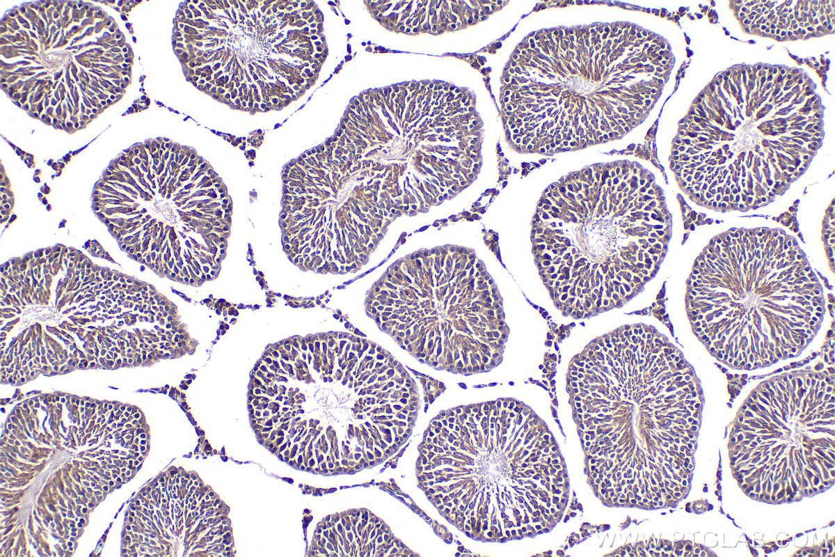 Immunohistochemistry (IHC) staining of rat testis tissue using NGX6 Polyclonal antibody (21593-1-AP)