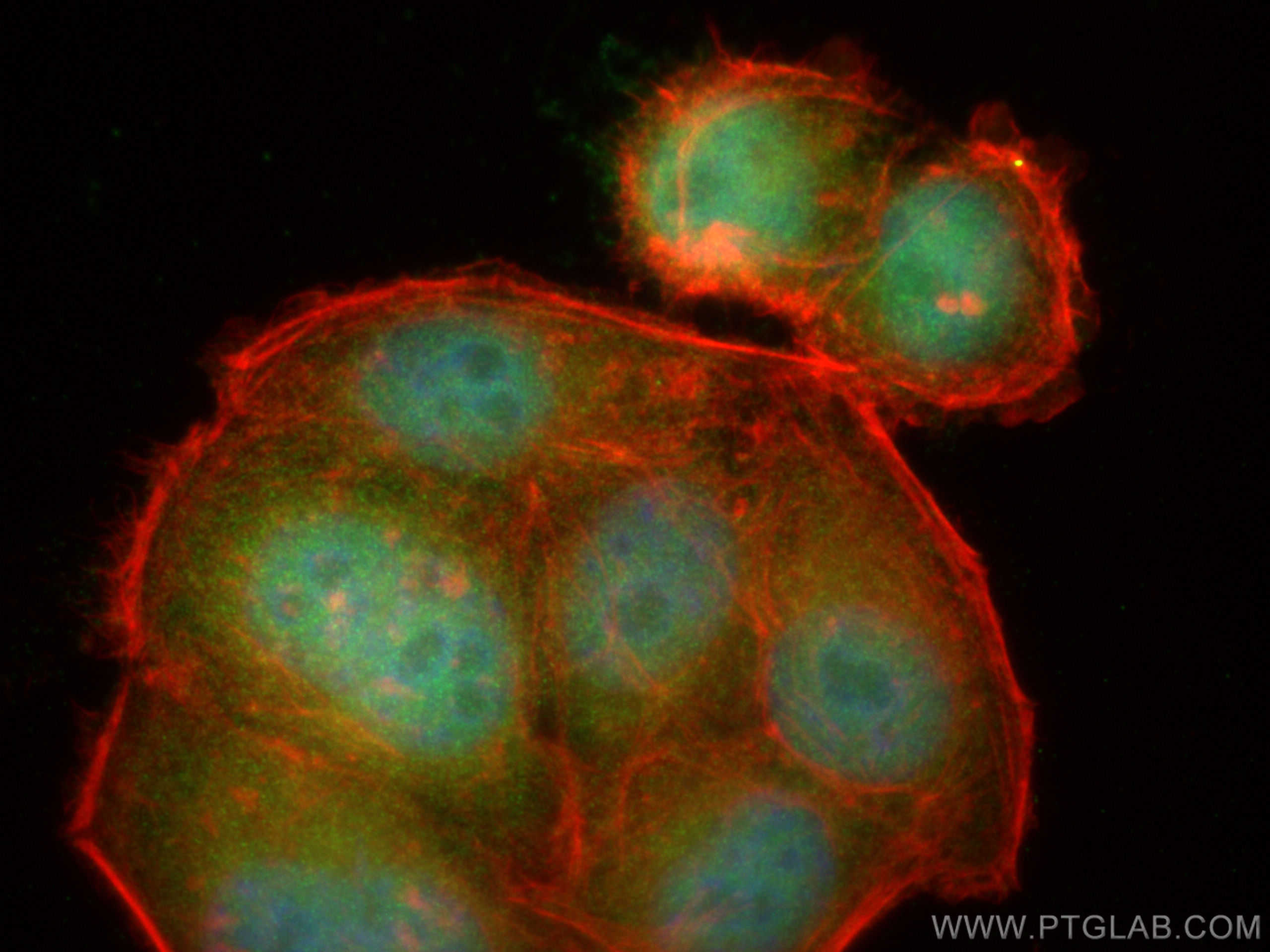 Immunofluorescence (IF) / fluorescent staining of HepG2 cells using C9orf41/CARNMT1 Polyclonal antibody (24068-1-AP)