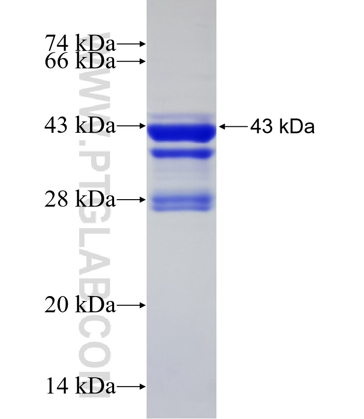 C9orf71 fusion protein Ag33063 SDS-PAGE