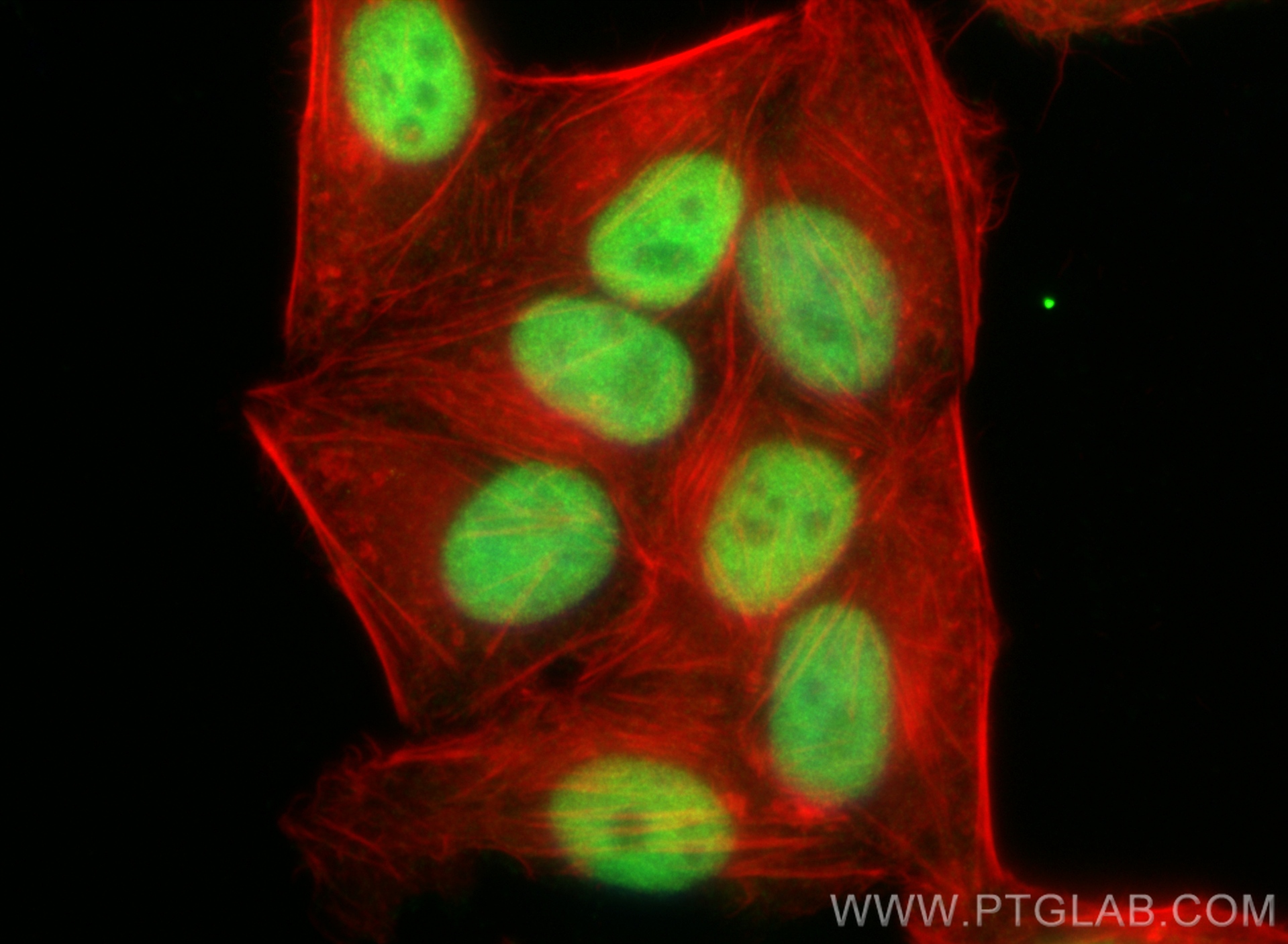 Immunofluorescence (IF) / fluorescent staining of HepG2 cells using C9orf78 Polyclonal antibody (14496-1-AP)