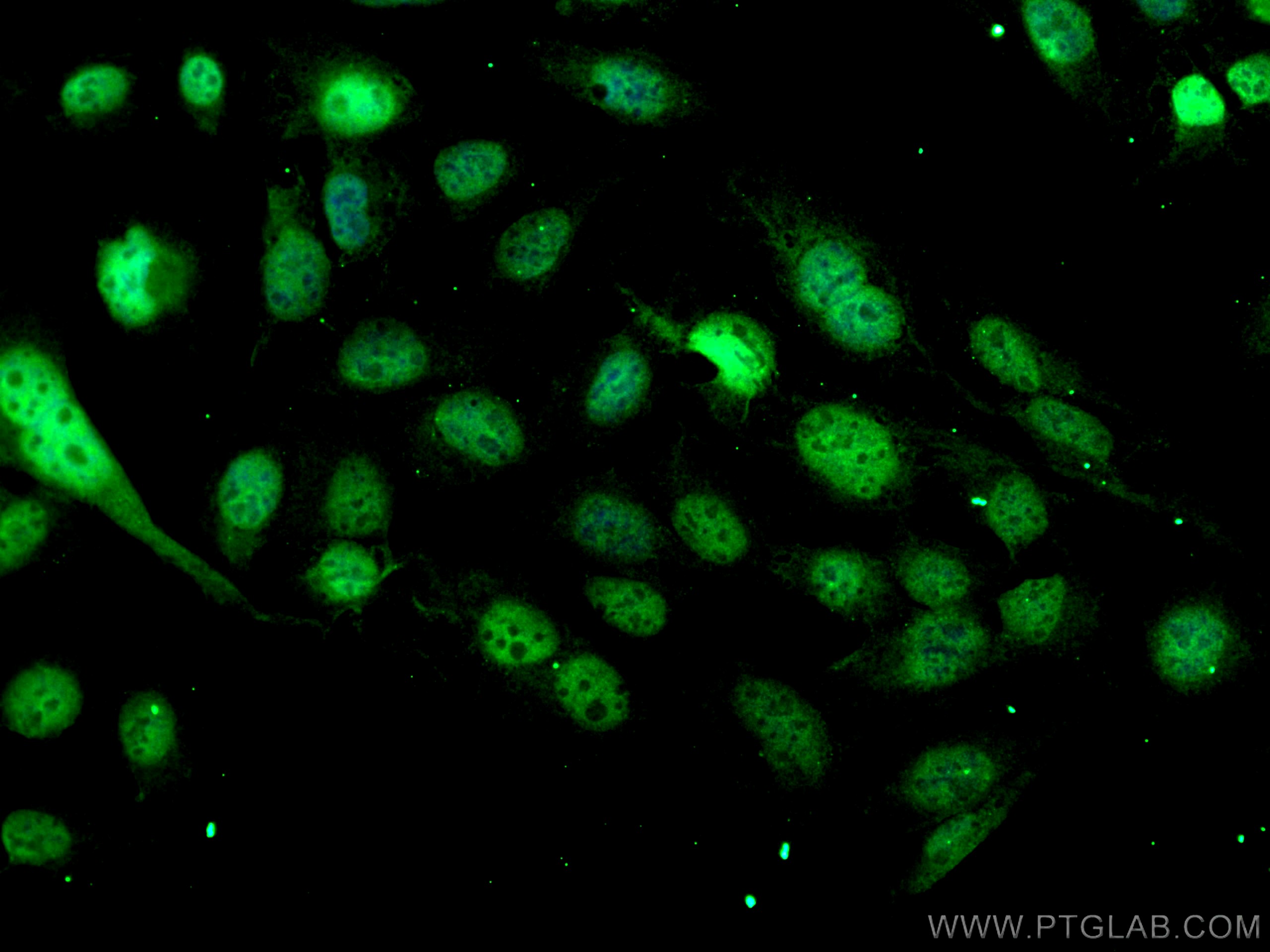 Immunofluorescence (IF) / fluorescent staining of U2OS cells using C9orf80 Polyclonal antibody (26127-1-AP)