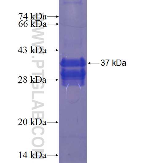 C9orf80 fusion protein Ag23582 SDS-PAGE