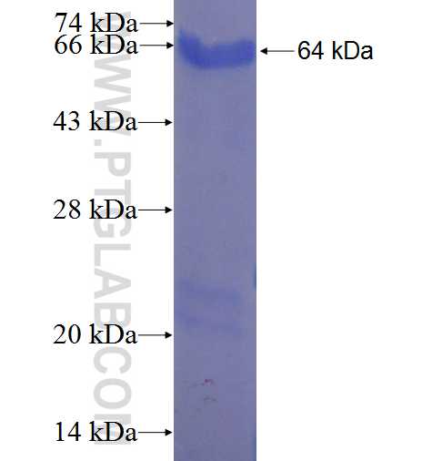 C9orf82 fusion protein Ag23850 SDS-PAGE