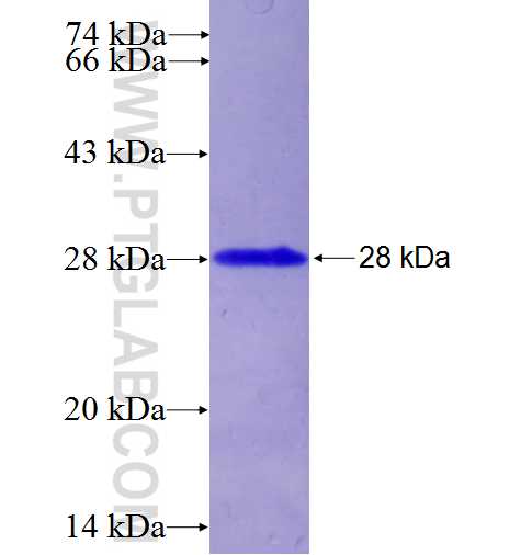 CA8 fusion protein Ag23337 SDS-PAGE