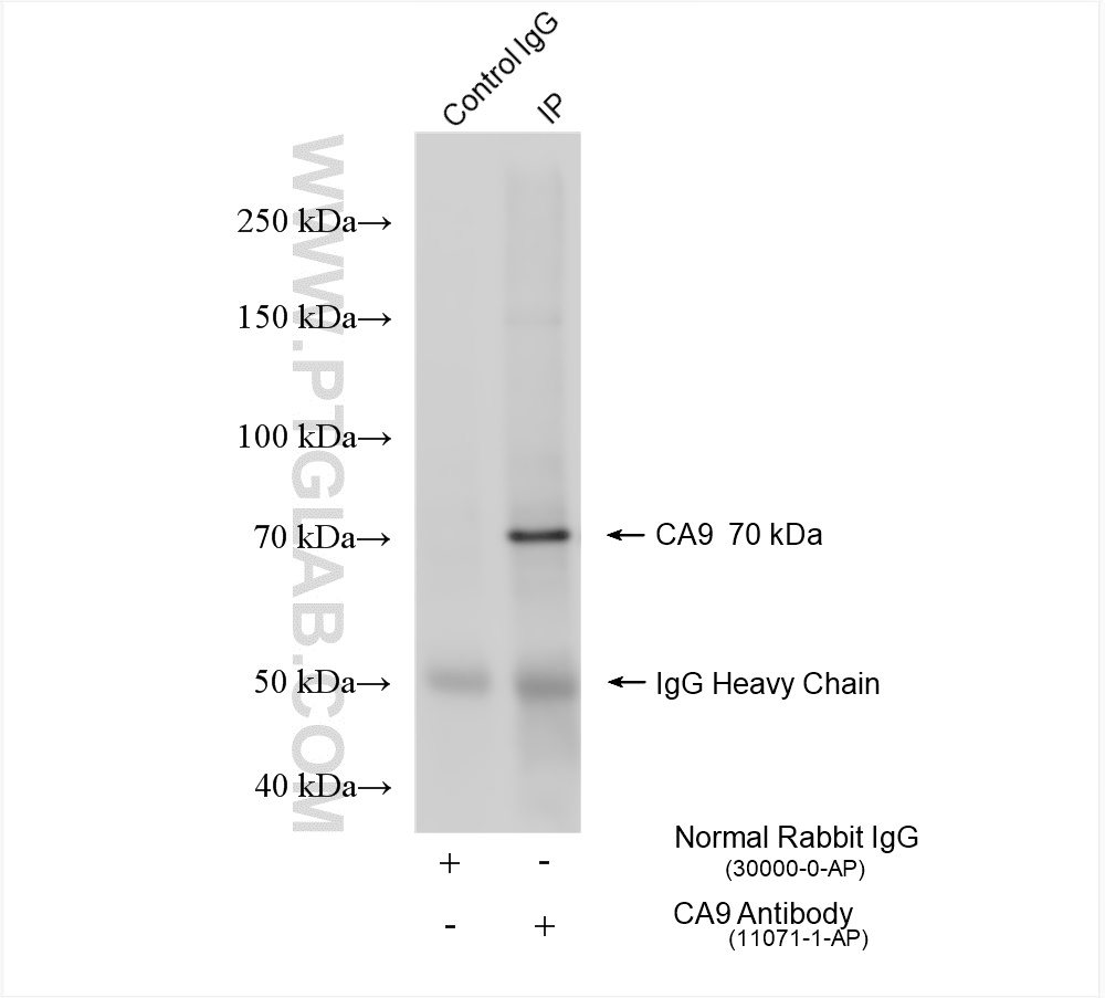 Immunoprecipitation (IP) experiment of mouse liver tissue using CA9 Polyclonal antibody (11071-1-AP)