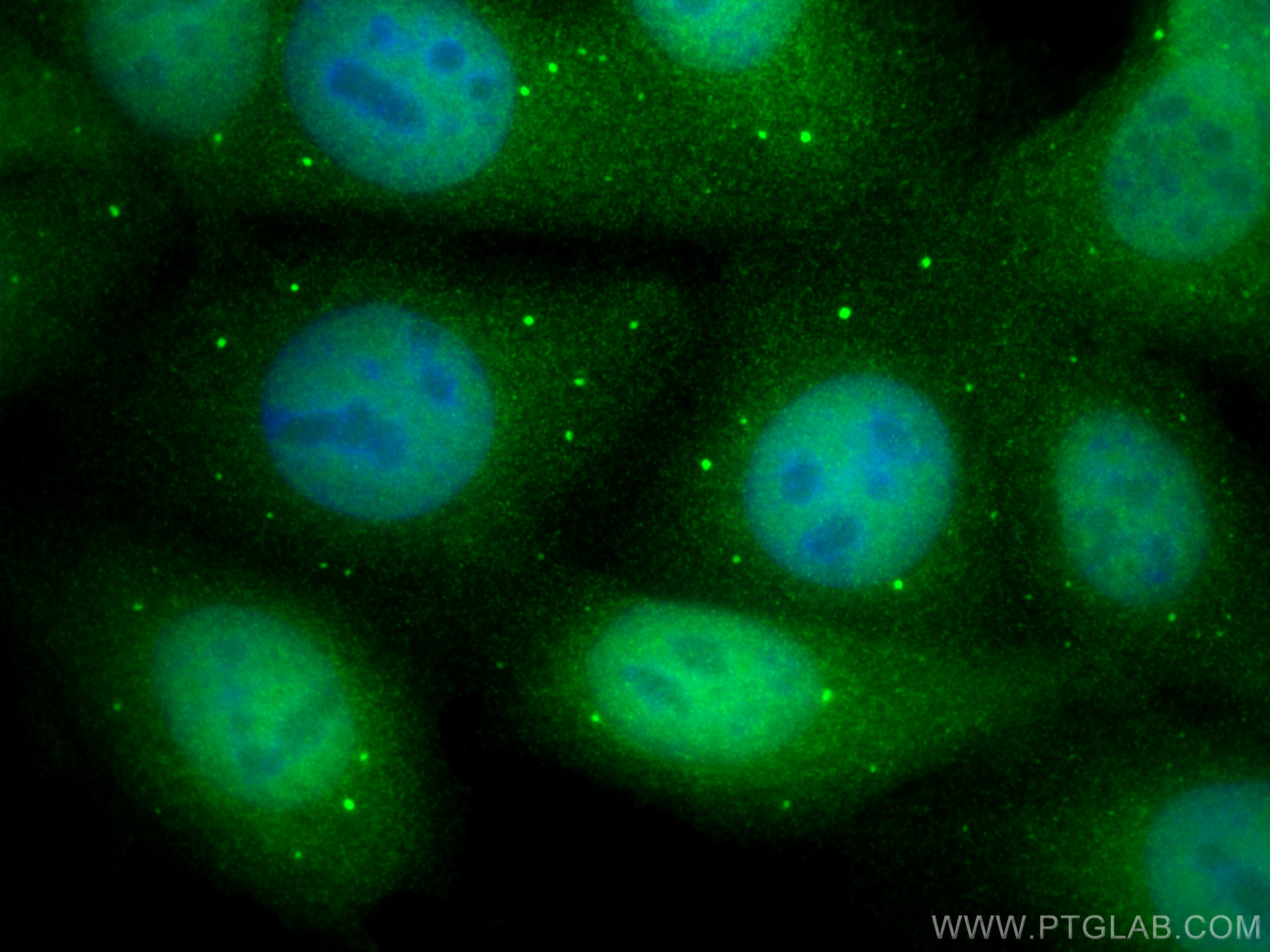 Immunofluorescence (IF) / fluorescent staining of MCF-7 cells using CABLES1 Polyclonal antibody (13464-1-AP)